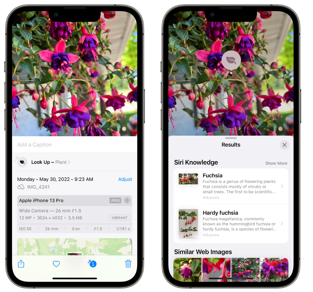 曲松苹果手机维修分享小技巧：使用 iPhone 相机识别花卉植物 